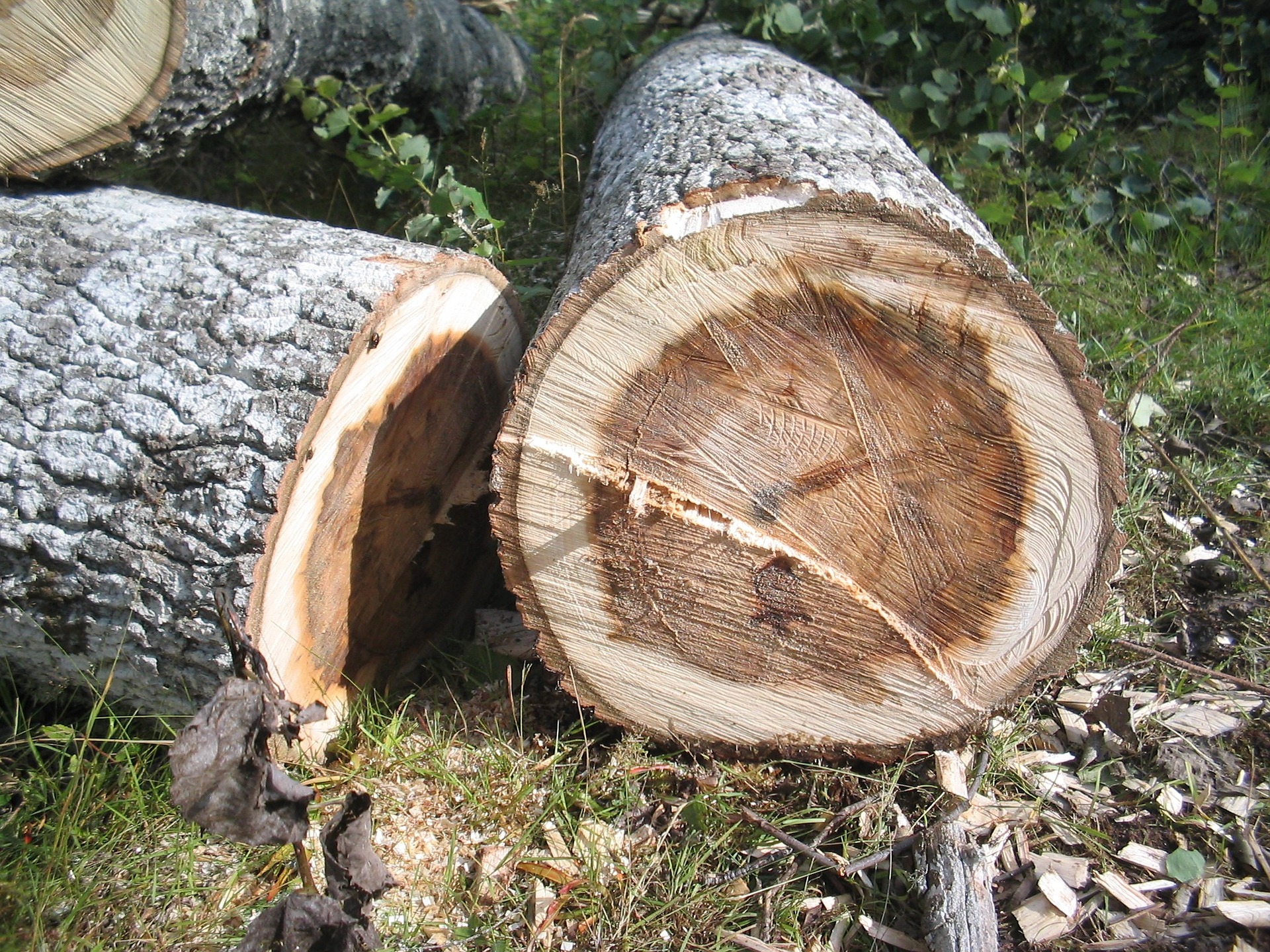 abattage d'arbres